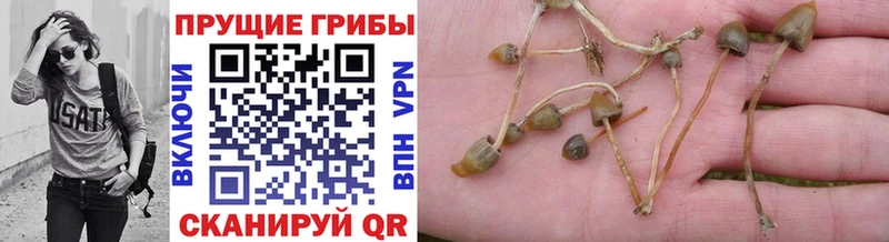блэк спрут сайт  Весьегонск  Псилоцибиновые грибы Cubensis 